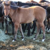 Unregistered Grulla's 2018 Colt